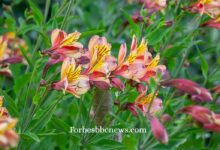 Beautiful Alstromeria flowers in full bloom with vibrant colors
