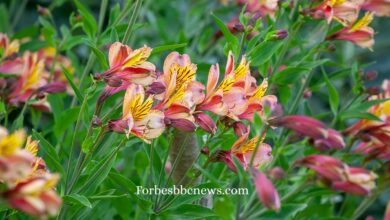 Beautiful Alstromeria flowers in full bloom with vibrant colors