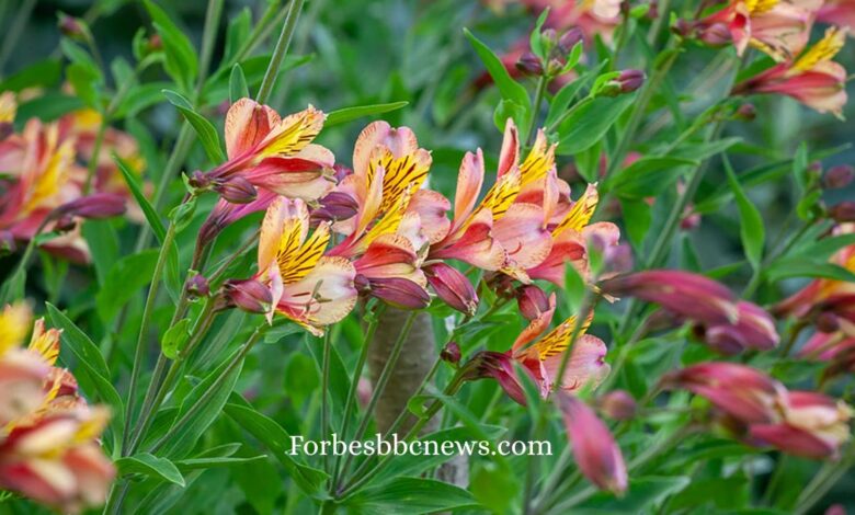 Beautiful Alstromeria flowers in full bloom with vibrant colors
